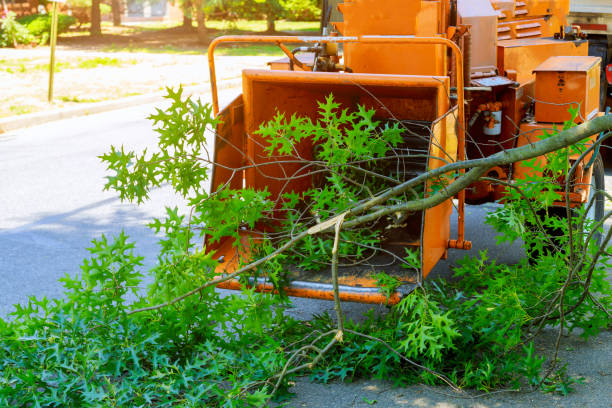 Emergency Storm Tree Removal in Chelsea, OK